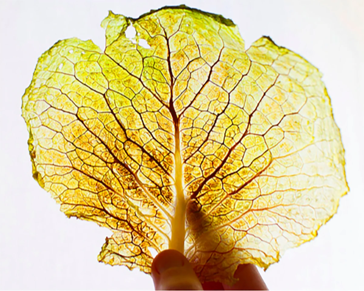 © Berengère De Contenson