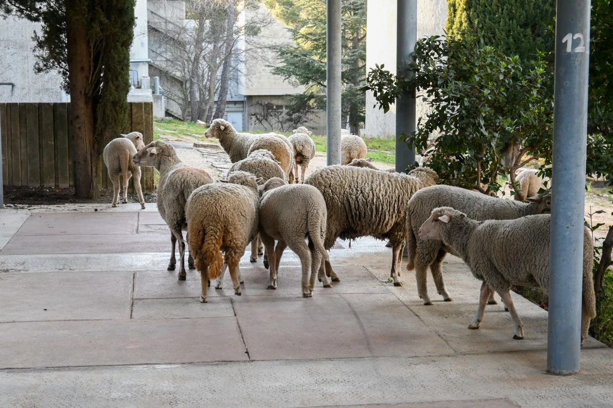 moutons-luminy-1200x800