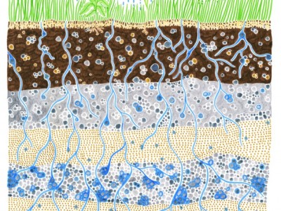infiltration-water-calling-dessin-au-feutre-isabelle-daeron-1200x800