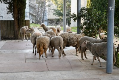 moutons-luminy-1200x800