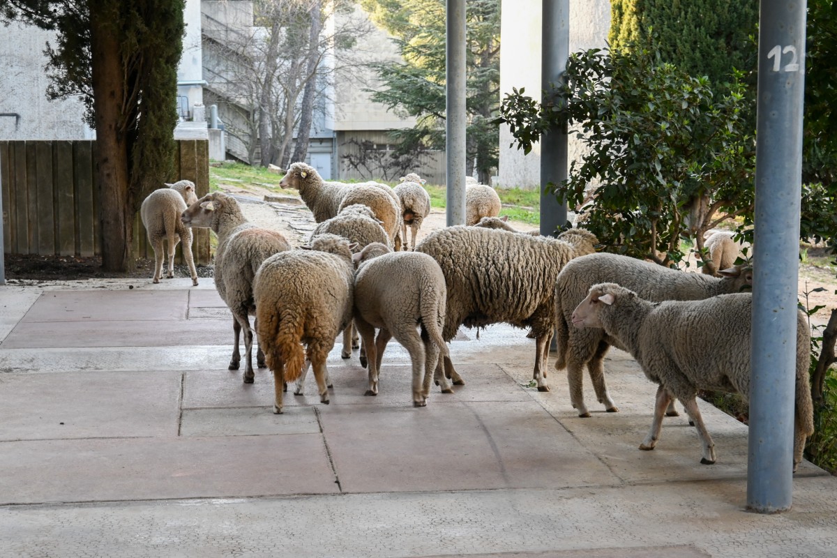 moutons-luminy-1200x800