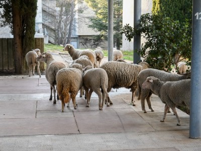 moutons-luminy-1200x800