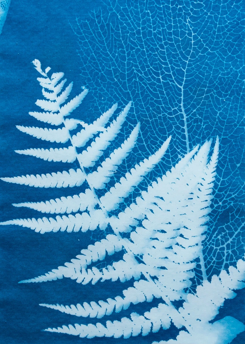 adobestock_cyanotype