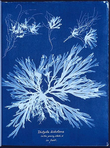 anna_atkins_algae_cyanotype