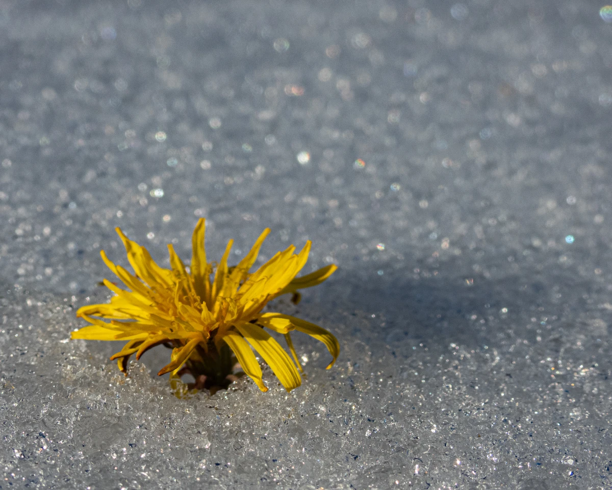 Crédit photo : Eric Joalland