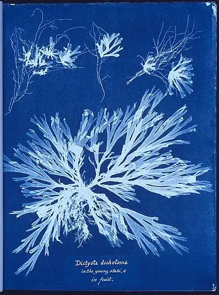 anna_atkins_algae_cyanotype