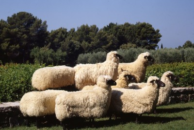 moutons-de-lalanne-990.152-ph-j-hyde