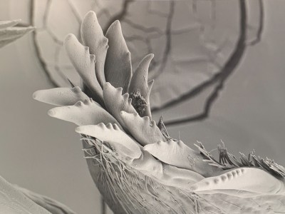 Giulia Iacolutti en collaboration avec le Centre Interdépartemental de Microscopie Avancée – CIMA de l’Université de Trieste, *Sans titre,* 2023. © Giulia Iacolutti