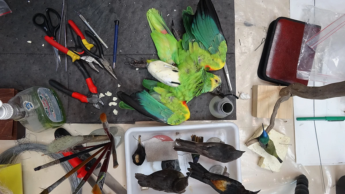 Livia Melzi, <em>Terra Papagalli</em>, 2018. Livia Melzi.