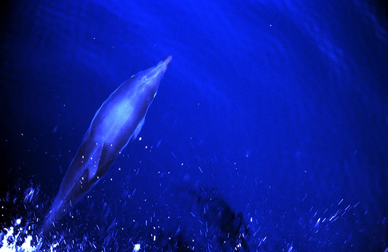 <em>Patrick Box, Dauphin826</em>, 2021 @patrickbox