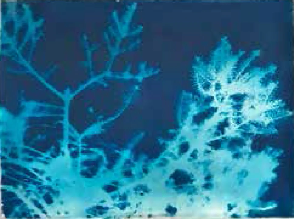 Anna Ippolito <em>Impressione n.15 (abete) ombra su carta cotone 56 x 75,5 cm</em>