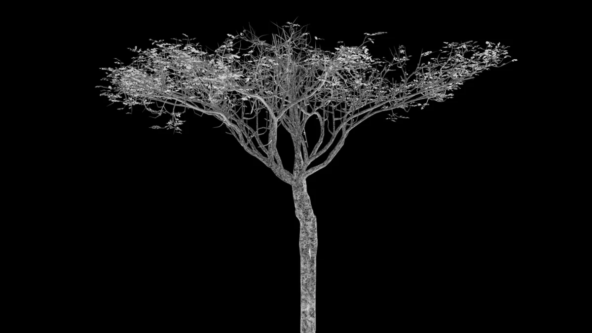 abdessamad-el-montassir_sadra-kodia