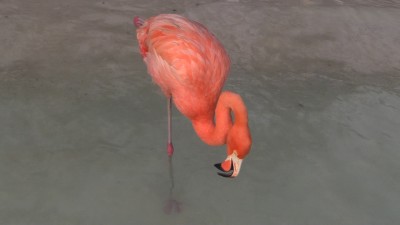 DITLEARN - Laure Prouvost**