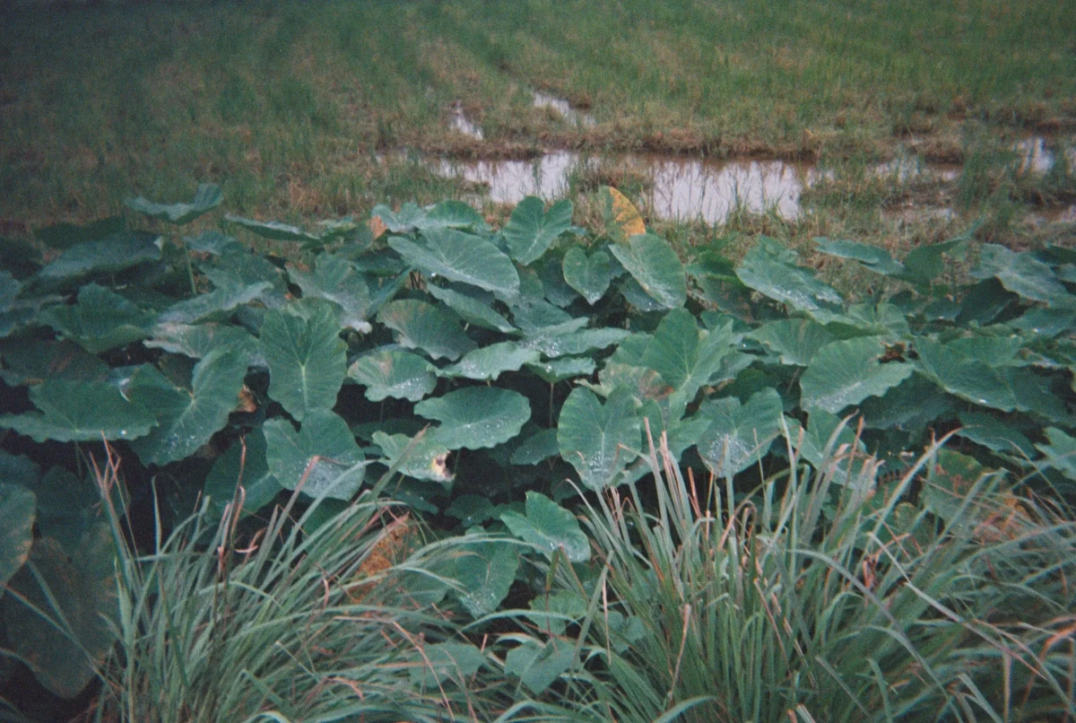 Lưuve, Photographie de l’oeuvre<em> Sans titre, </em>Installation, 2026.<br>Photo :&nbsp;Lưuve © et courtesy de l’artiste