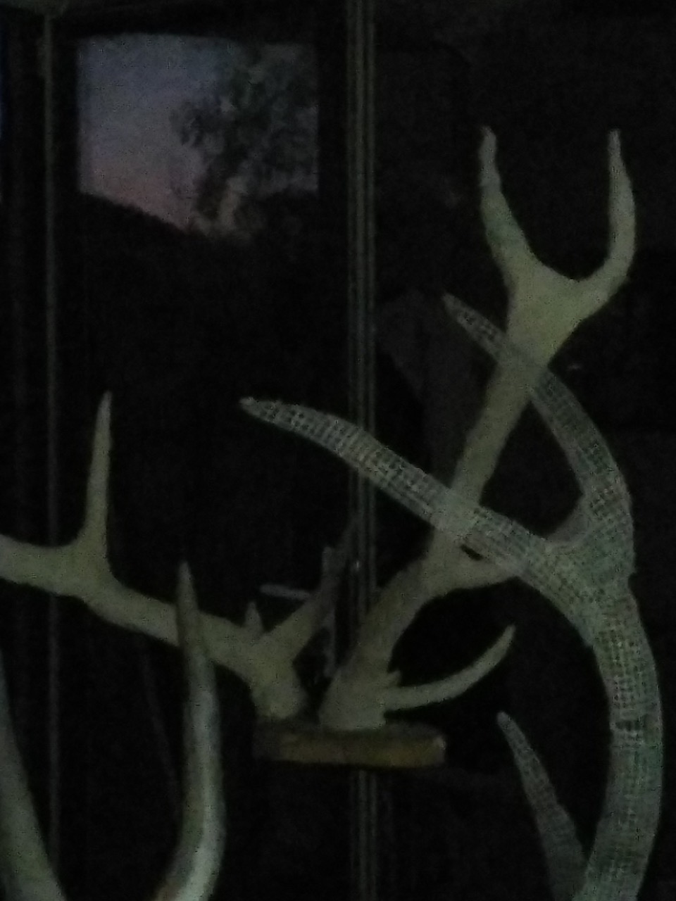 Goulven Delisle *Faune-photo d'atelier*2023. Crédit photo Goulven Delisle