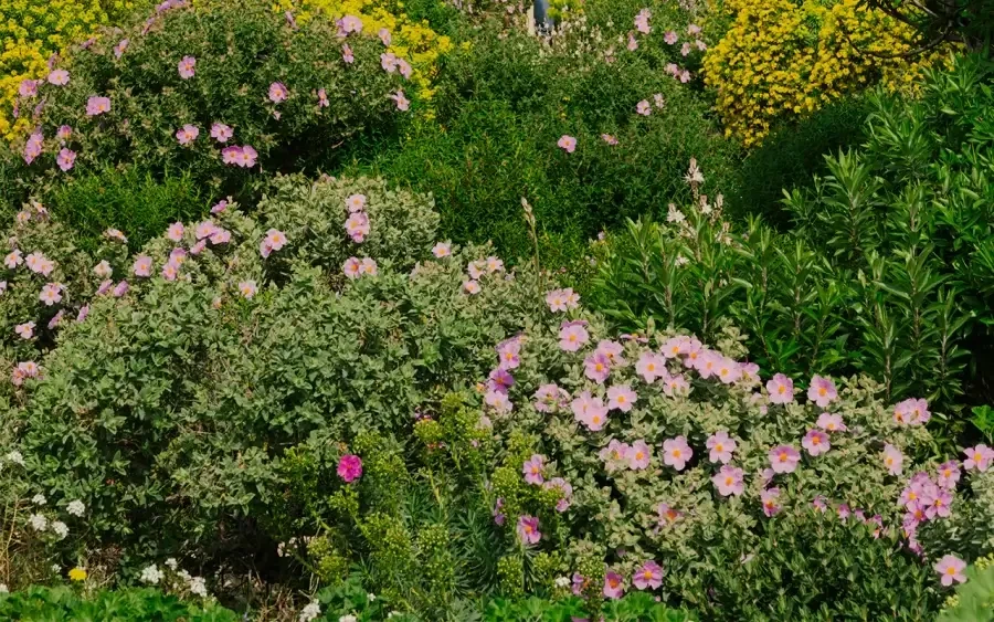 Jardin des migrations - Mucem - 2024 © Maxime Verret - Mucem