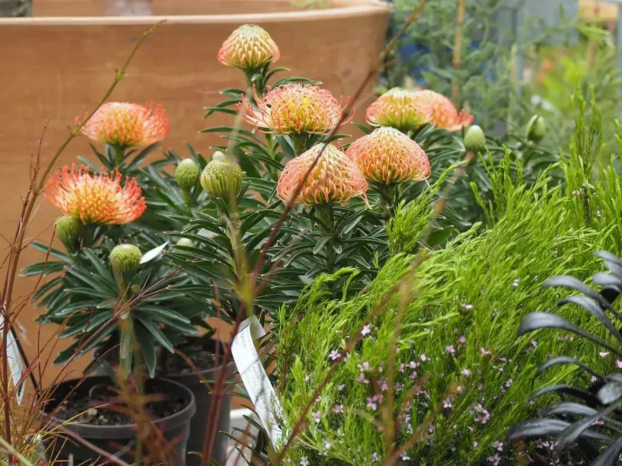 Fête des plantes, Mucem © Solene de Bony