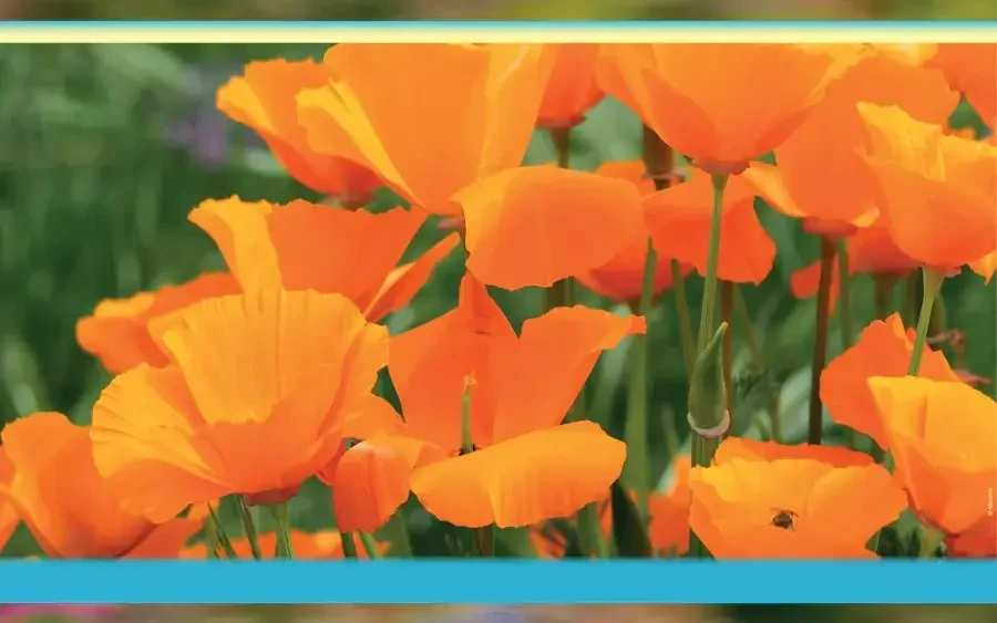 La fête des plantes 2026