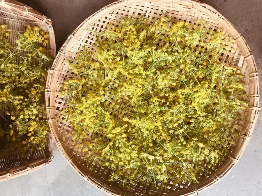 Atelier Herboristerie © Clarisse Lebas