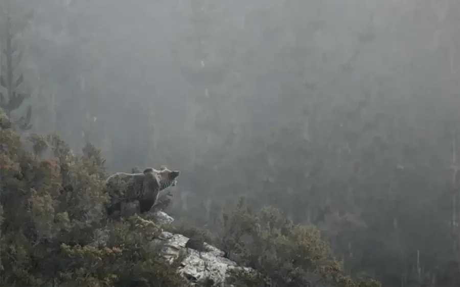 Ours, simplement sauvage (2019) © Laurent Joffrion / France.tv.studio