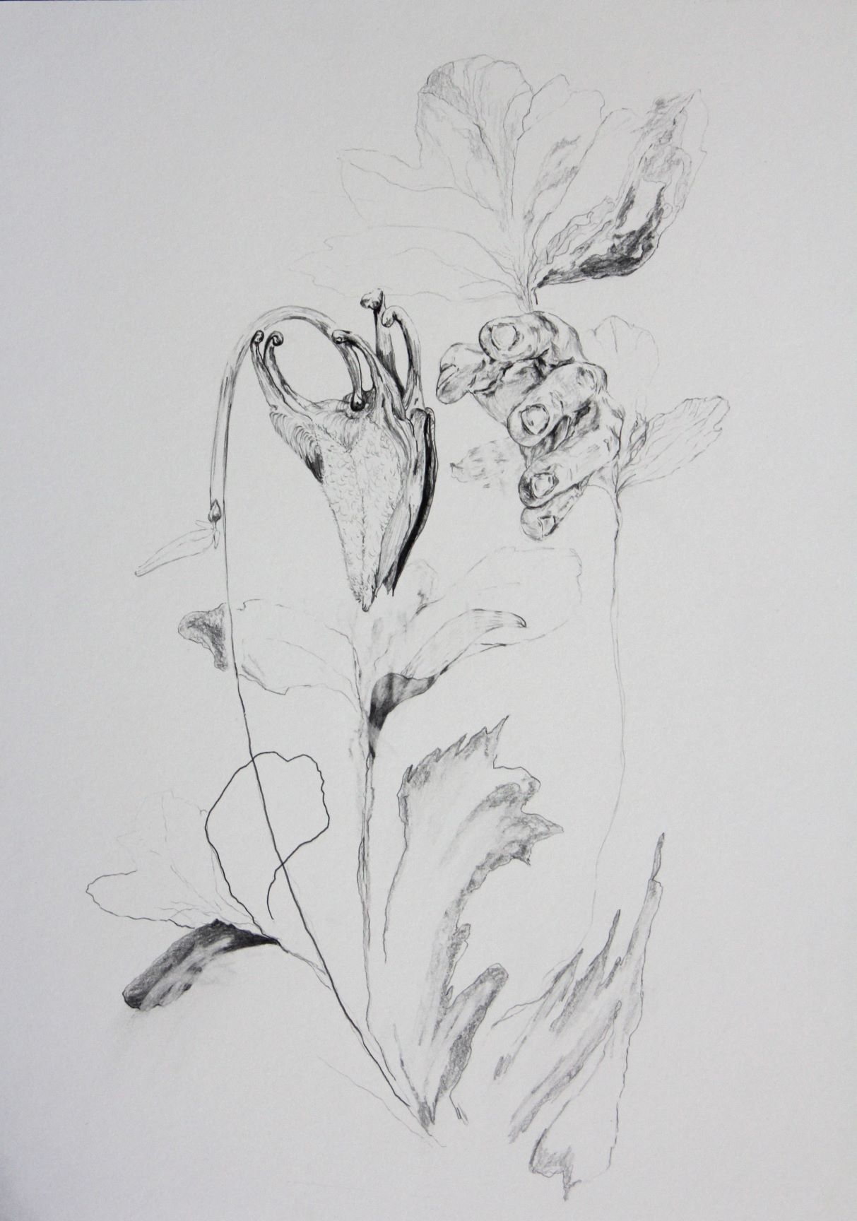 Nathalie Noé Adam, *Toxic*, crayon graphite sur papier, 2021