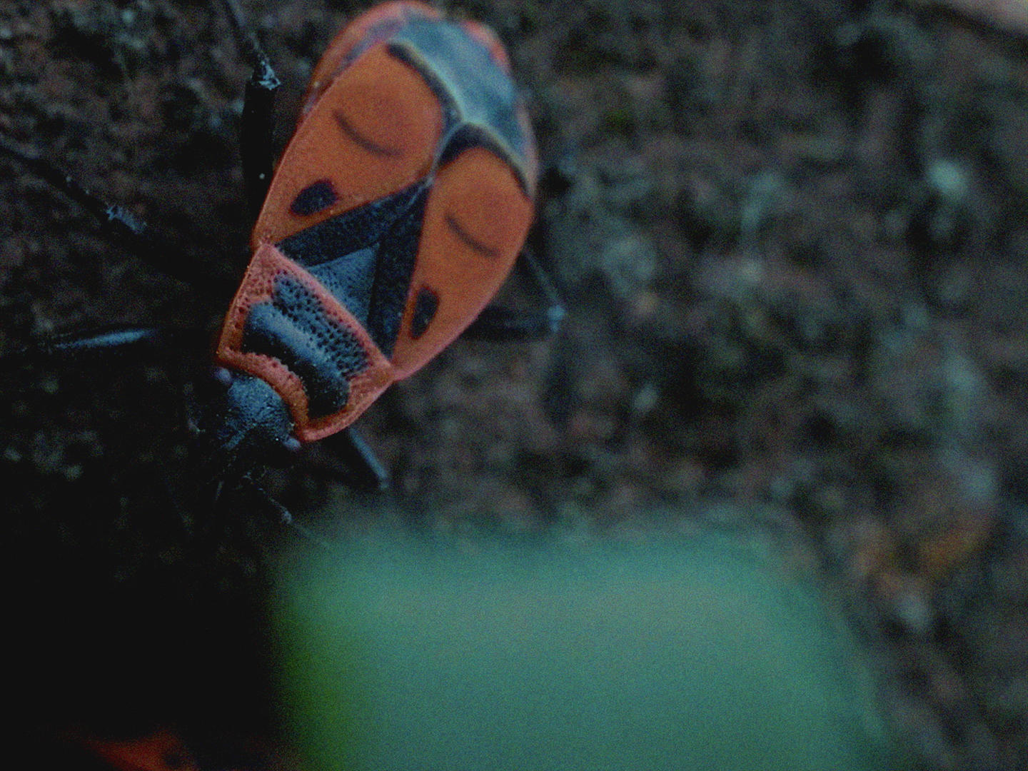 norman-nedellec-voyons-voir-parc-de-la-poudrerie-royale-sept2025